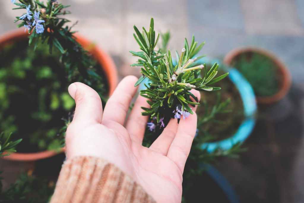 Rosemary Oil: A Natural Solution for Hair Growth